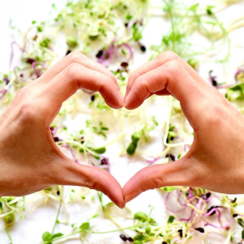 Dyrk mikrogrønt med succestips FRISKE SPIRER Dyrk mikrogrønt med succestips fra FRISKE SPIRER