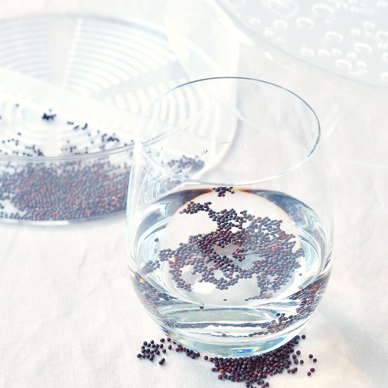 Iblødsætning af mikrogrønt frø FRISKE SPIRER Iblødsætning af mikrogrønt frø FRISKE SPIRER