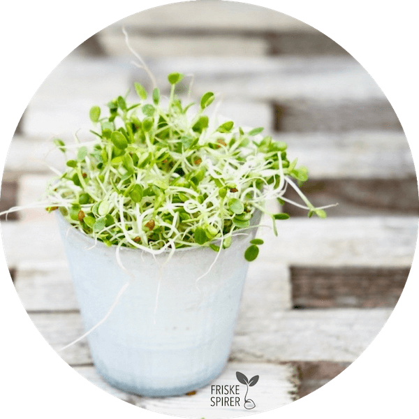 Økologiske Kløverspirer fra FRISKE SPIRER