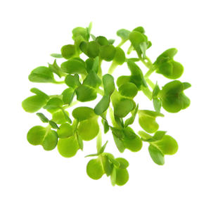 Mikrogrønt Broccoli spirer FRISKE SPIRER