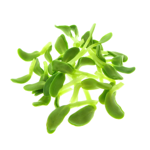 Mikrogrønt Bukkehorn spirer FRISKE SPIRER