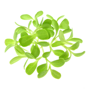 Mikrogrønt Endivie spirer FRISKE SPIRER