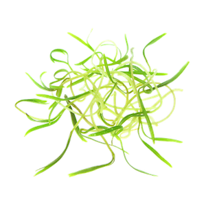 Mikrogrønt Fennikel spirer FRISKE SPIRER