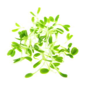 Mikrogrønt Hvidkløver spirer FRISKE SPIRER