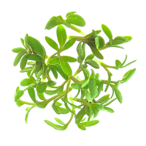 Mikrogrønt Karse spirer FRISKE SPIRER