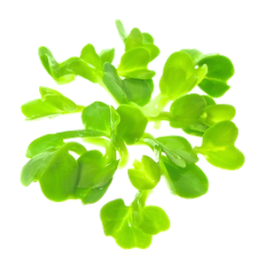 Mikrogrønt Kinaradise spirer FRISKE SPIRER