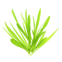 Mikrogrønt Majs spirer FRISKE SPIRER