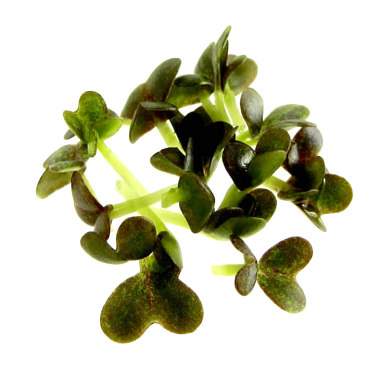 Mikrogrønt Mizuna spirer FRISKE SPIRER