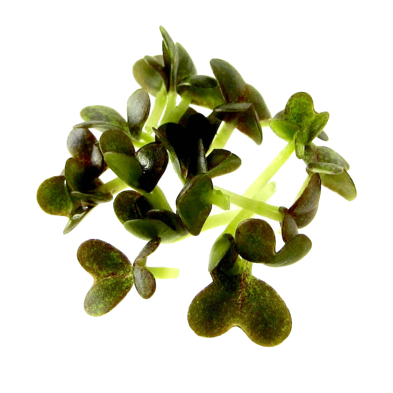 Mikrogrønt Pak choi spirer FRISKE SPIRER