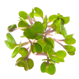 Mikrogrønt Pinkkål spirer FRISKE SPIRER