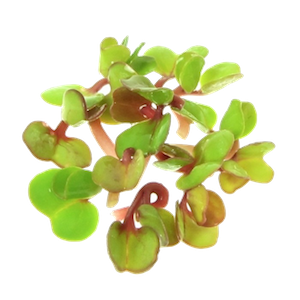 Mikrogrønt Rosenradise spirer FRISKE SPIRER