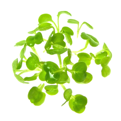 Mikrogrønt Rucola spirer FRISKE SPIRER