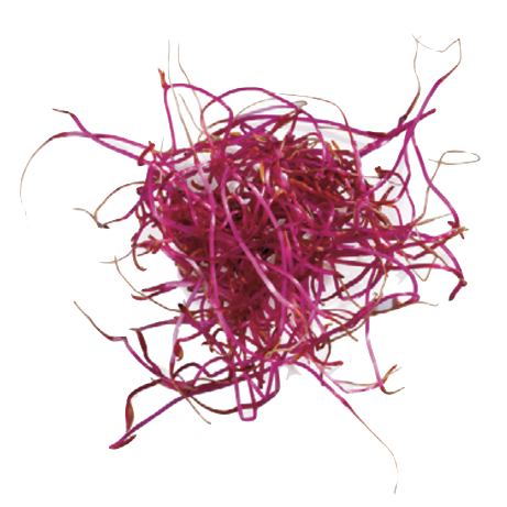 Mikrogrønt Rødbede spirer FRISKE SPIRER