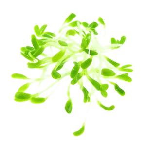 Mikrogrønt Rødkløver spirer FRISKE SPIRER