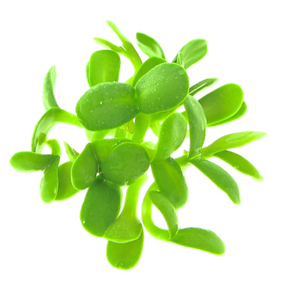 Mikrogrønt Solsikke spirer FRISKE SPIRER