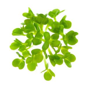 Mikrogrønt Tatsoi spirer FRISKE SPIRER