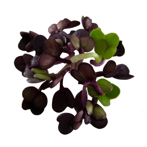 Mikrogrønt Violetradise spirer FRISKE SPIRER