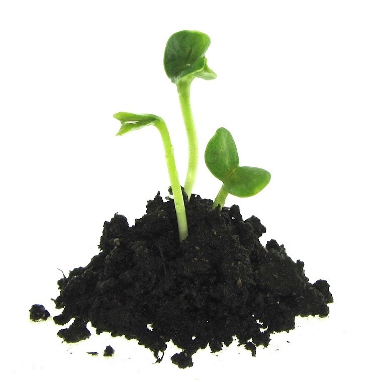 Mikrogrønt uden jord FRISKE SPIRER