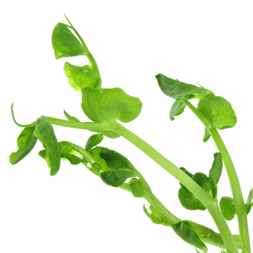 Mikrogrønt Ærteskud FRISKE SPIRER