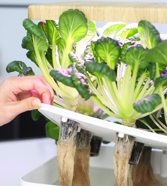 LEDLife hydroponisk salat LEDLife hydroponisk salat