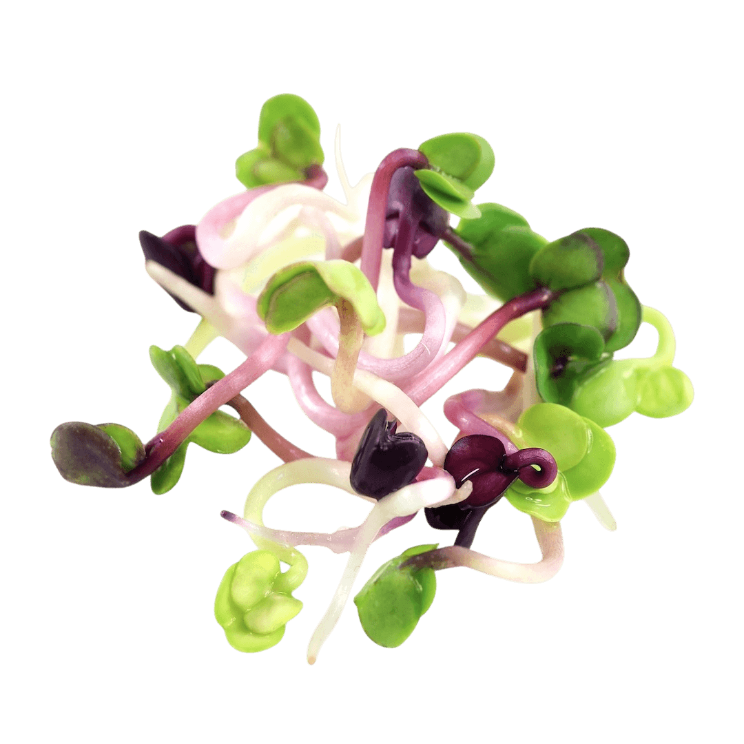 Rosenradise mikrogrønt