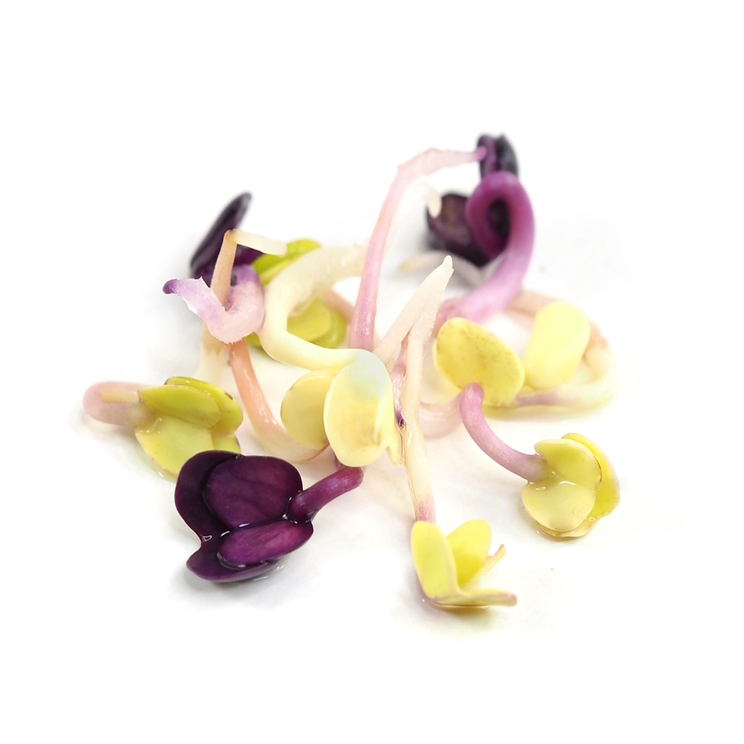 Rosenradise spirer og mikrogrønt 3 dage