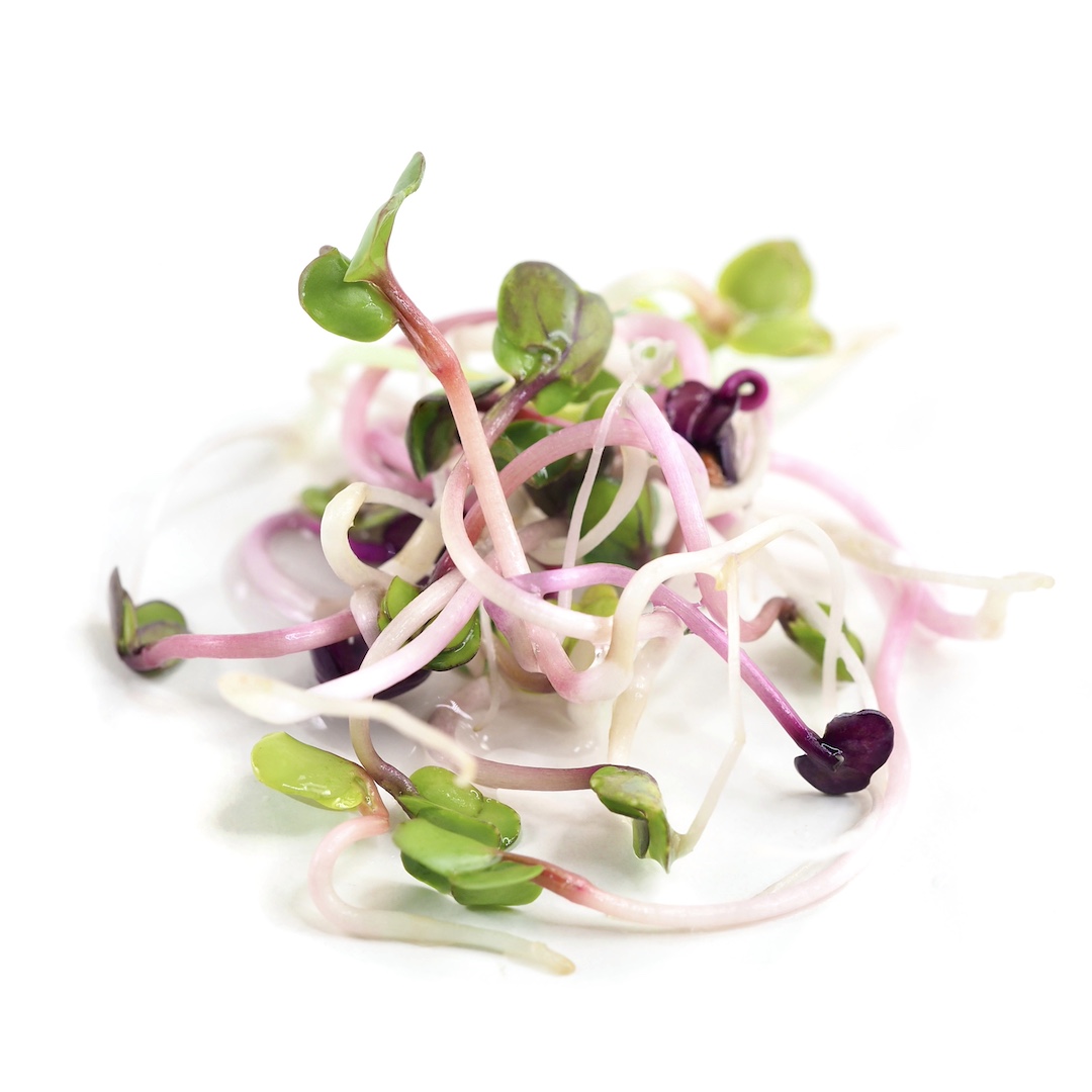 Rosenradise spirer og mikrogrønt 6 dage