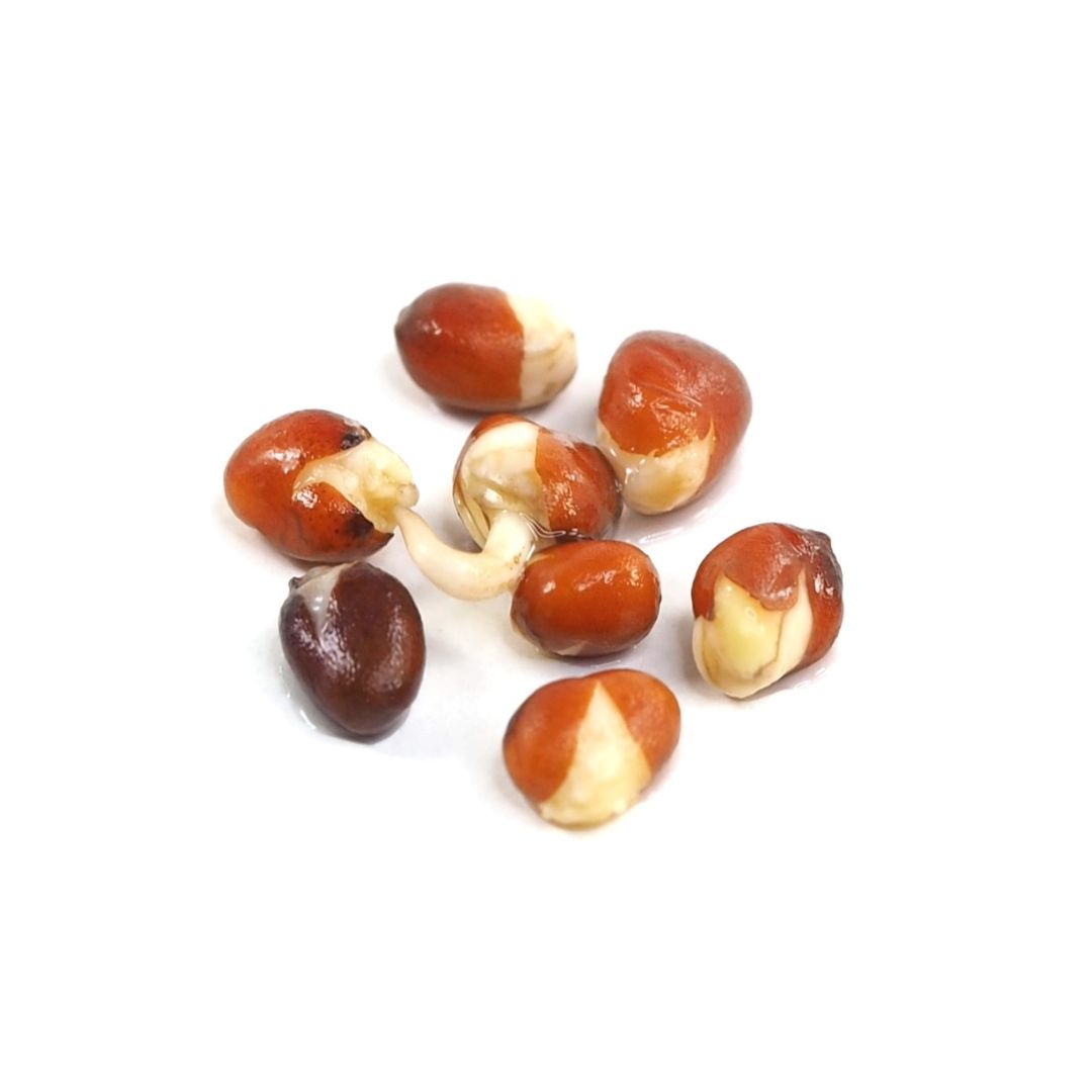 Rosenradisefrø spiret 1 dag